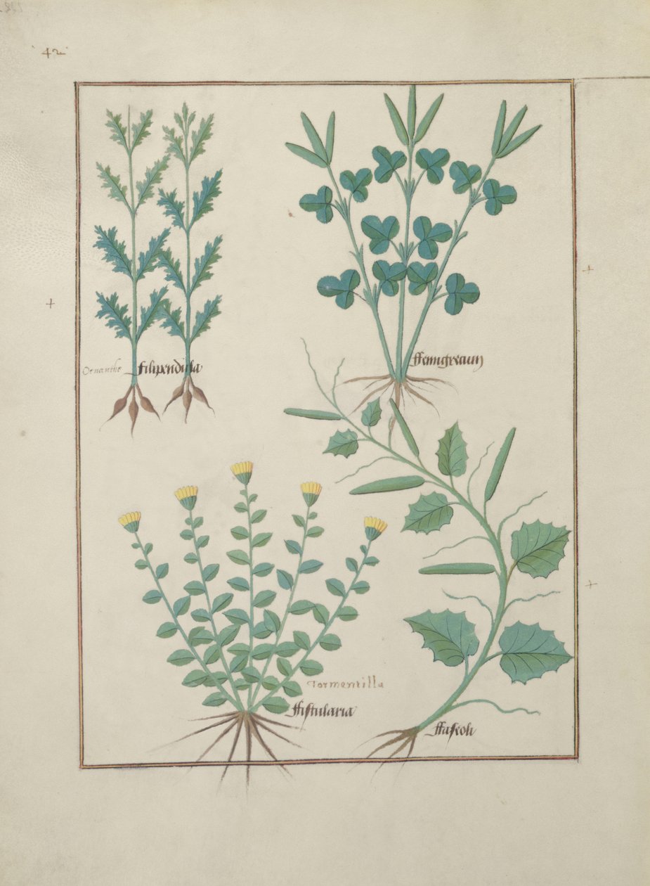 Filipendula; Fistularia and Faseolus, illustration from The Book of Simple Medicines by Robinet Testard