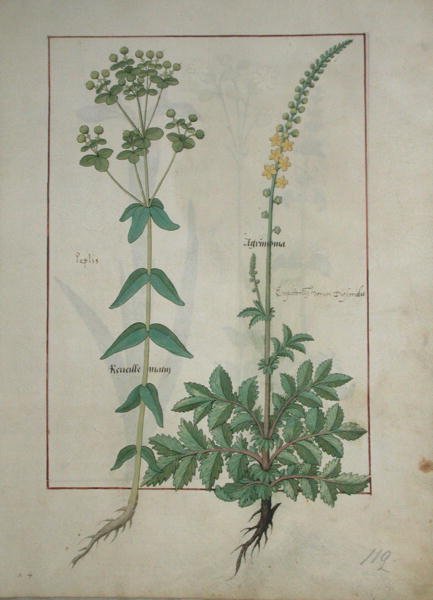 Reveille Matin and Agrimonia, illustration from The Book of Simple Medicines by Mattheaus Platearius by Robinet Testard