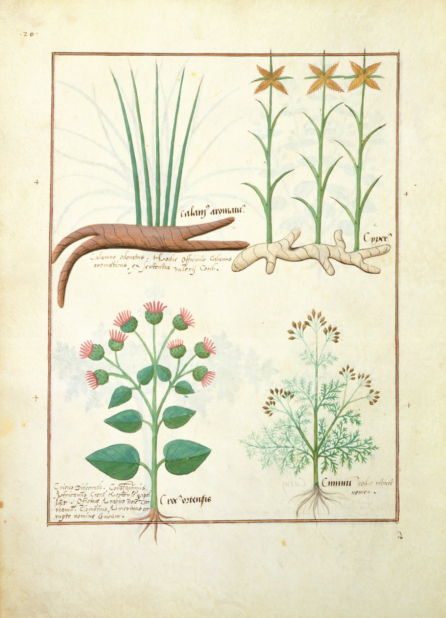 Cyperus, Calamus, Crocus ostensis, illustration from The Book of Simple Medicines by Mattheaus Platearius by Robinet Testard
