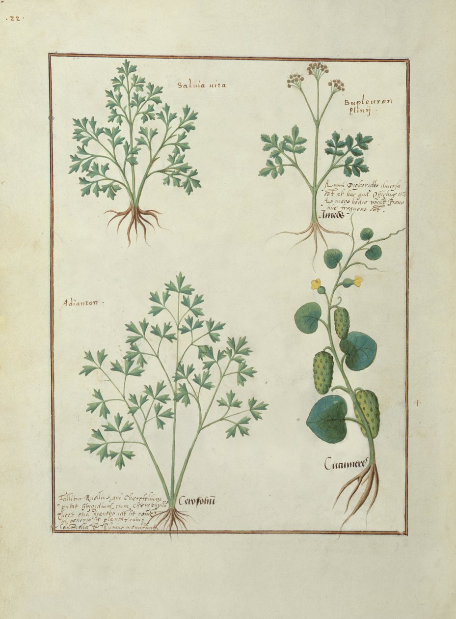 Top Row: Sage and Bupleurum, illustration from The Book of Simple Medicines by Mattheaus Platearius by Robinet Testard