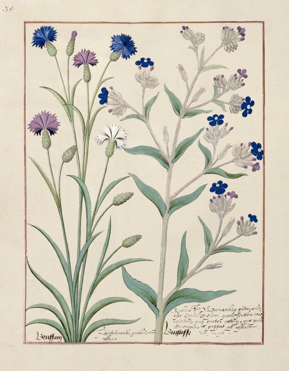 Illustration from the Book of Simple Medicines by Mattheaus Platearius 129v by Robinet Testard