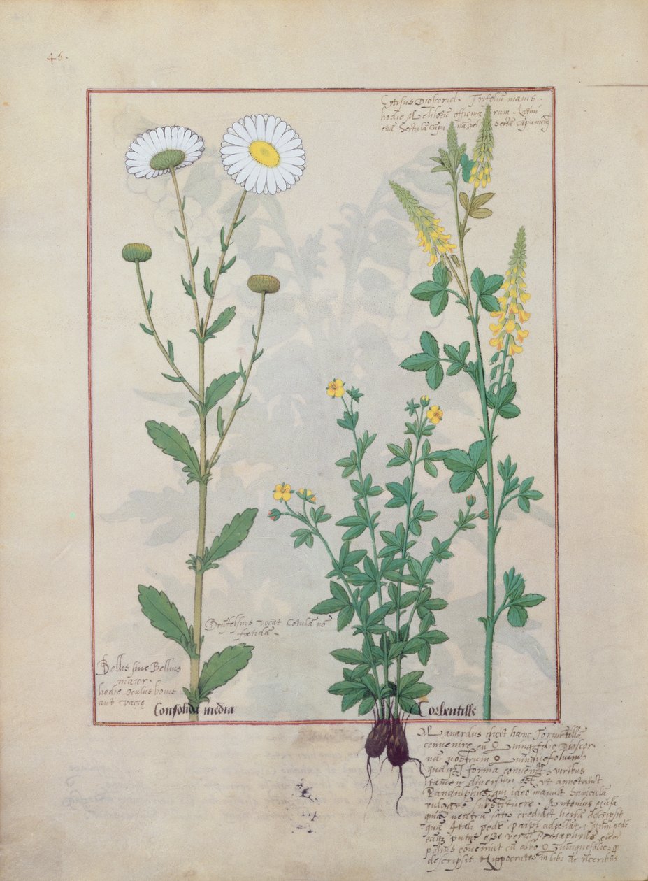 Illustration from The Book of Simple Medicines by Mattheaus Platearius by Robinet Testard