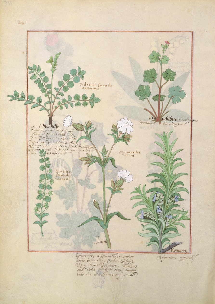 Illustration from The Book of Simple Medicines by Mattheaus Platearius by Robinet Testard