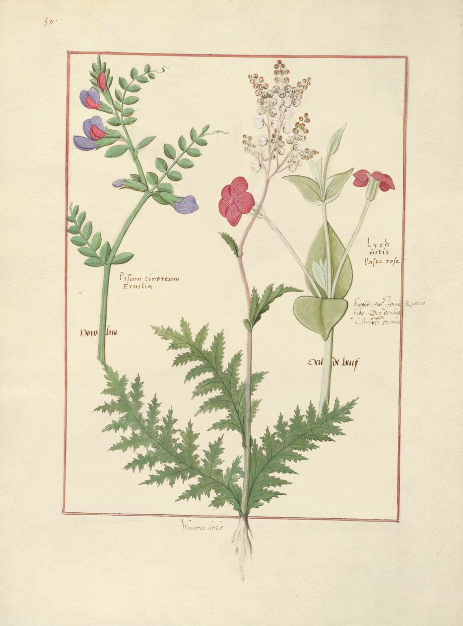 Illustration from The Book of Simple Medicines by Mattheaus Platearius by Robinet Testard