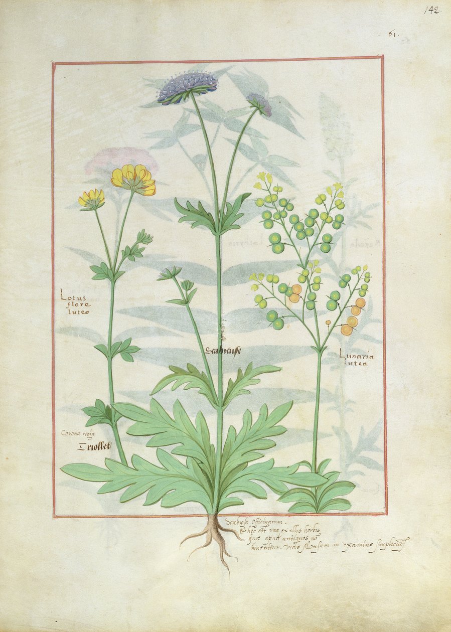 Illustration from the Book of Simple Medicines by Mattheaus Platearius by Robinet Testard
