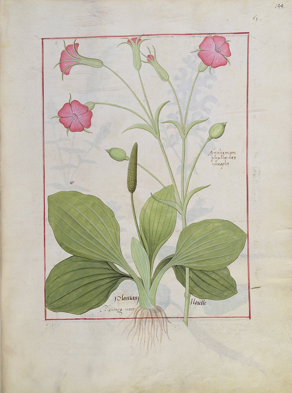 Illustration from the Book of Simple Medicines by Mattheaus Platearius 144r by Robinet Testard