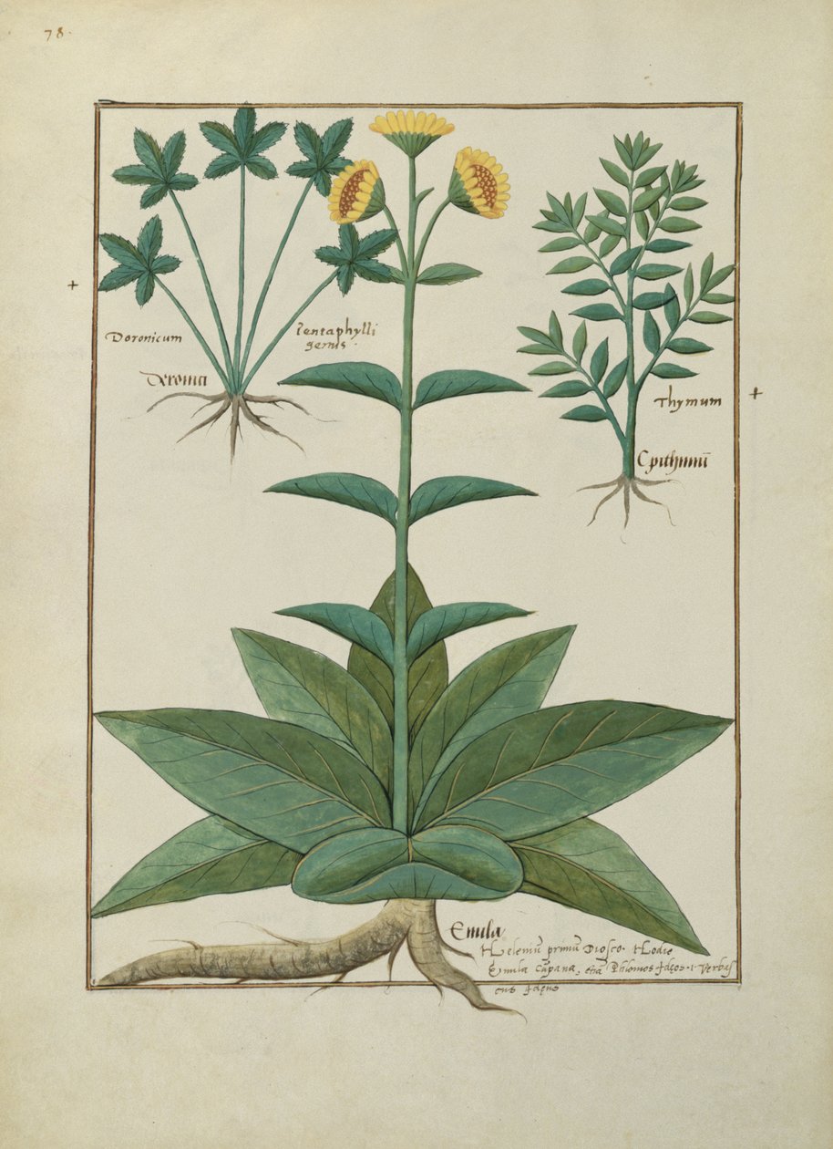 Illustration from the Book of Simple Medicines by Mattheaus Platearius by Robinet Testard