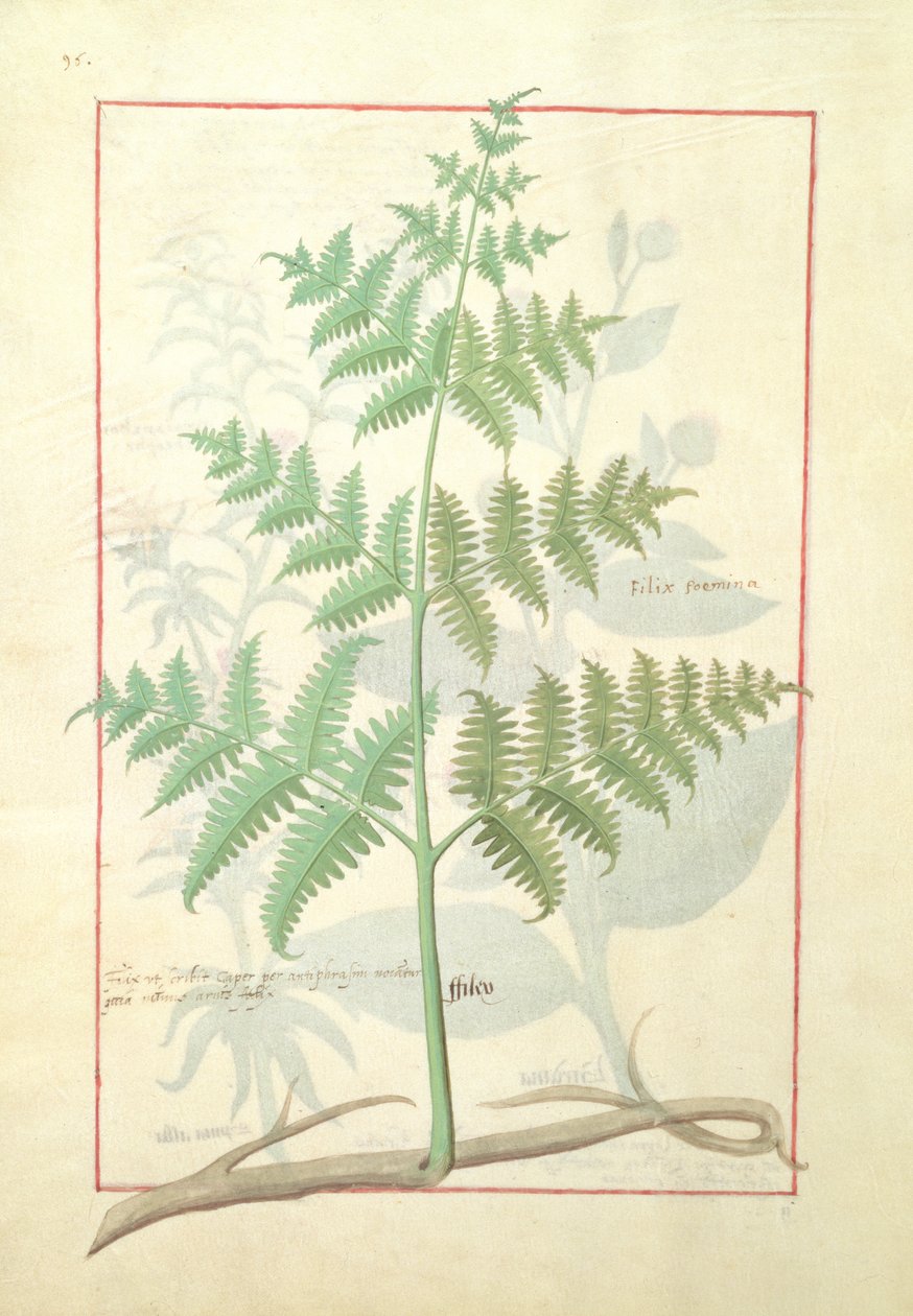 Illustration from the Book of Simple Medicines by Mattheaus Platearius 159v by Robinet Testard