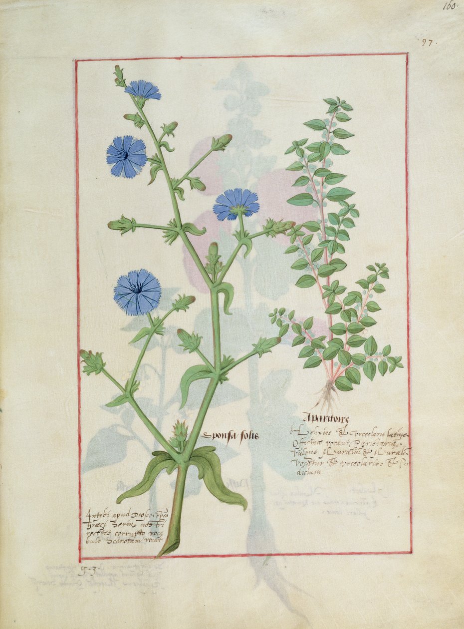 Illustration from the Book of Simple Medicines by Mattheaus Platearius by Robinet Testard