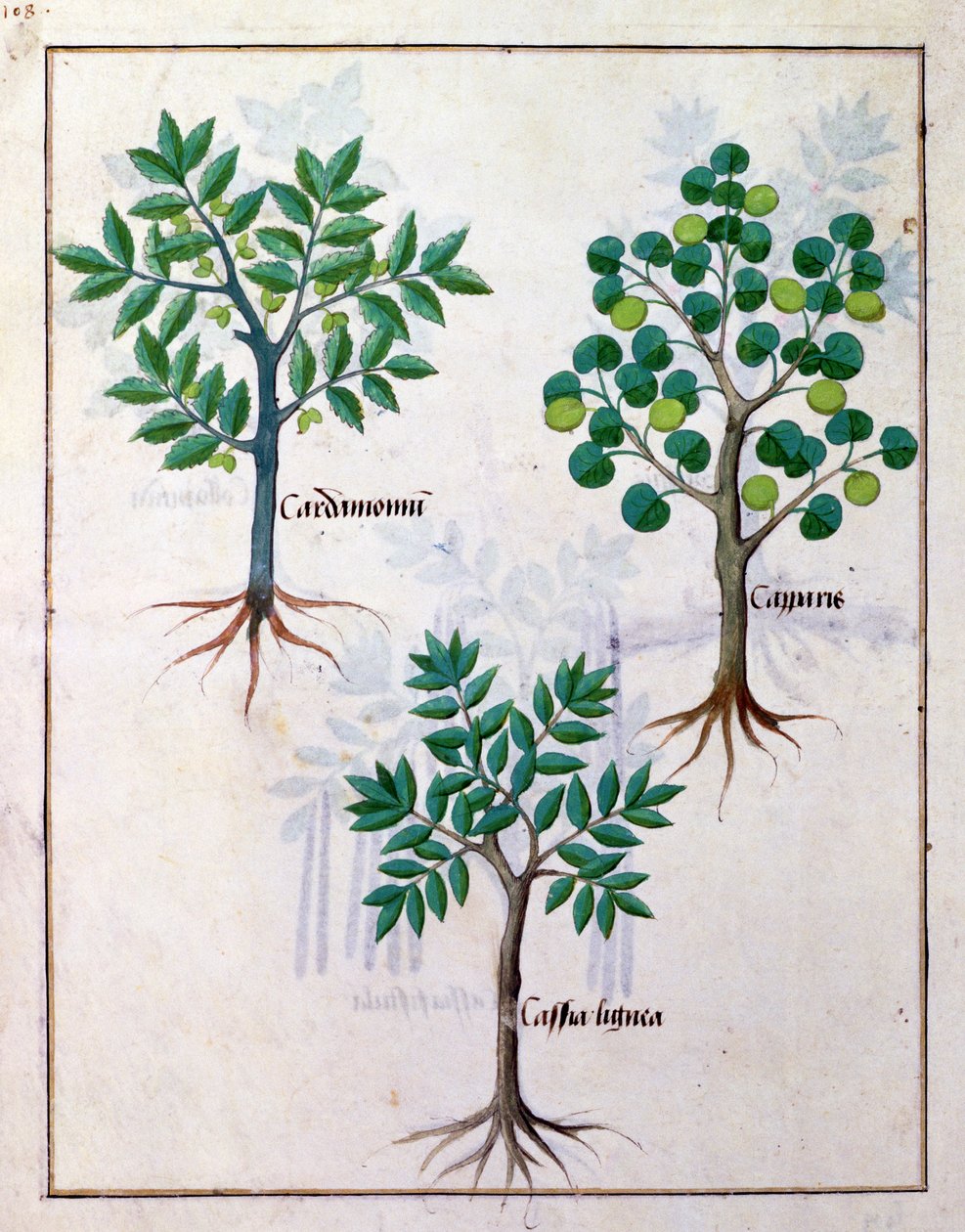 Illustration from the Book of Simple Medicines by Mattheaus Platearius 165v by Robinet Testard