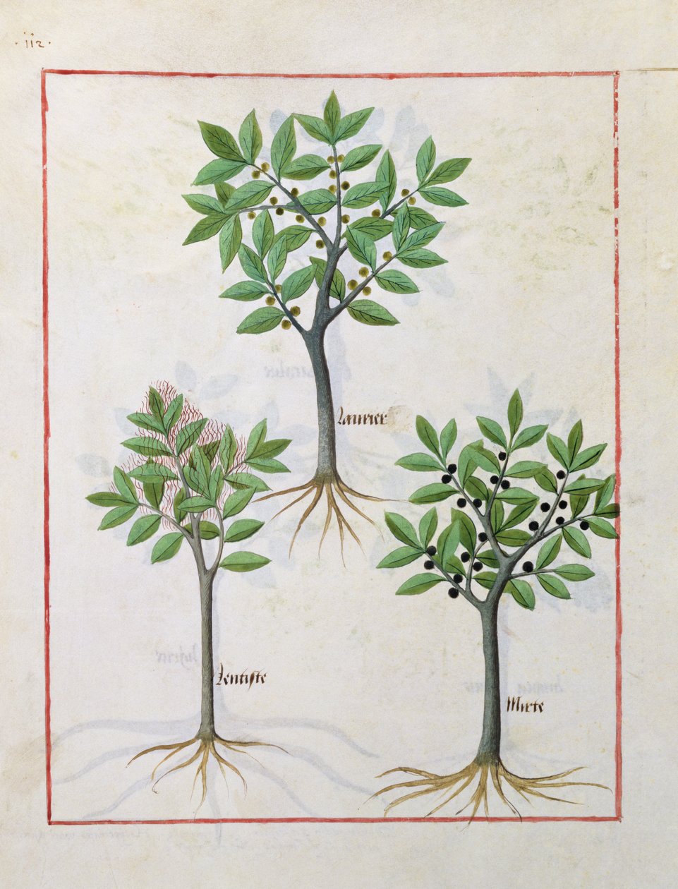 Illustration from the Book of Simple Medicines by Mattheaus Platearius 166v by Robinet Testard