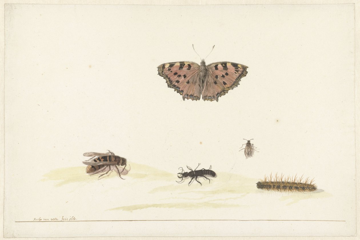 Study Sheet with Various Insects by Rochus van Veen