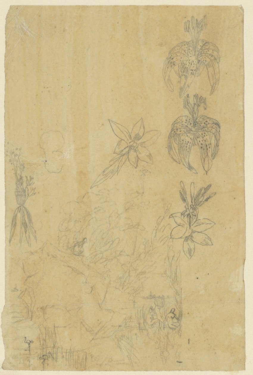 Flower Studies and Bathing Women by Rodolphe Bresdin