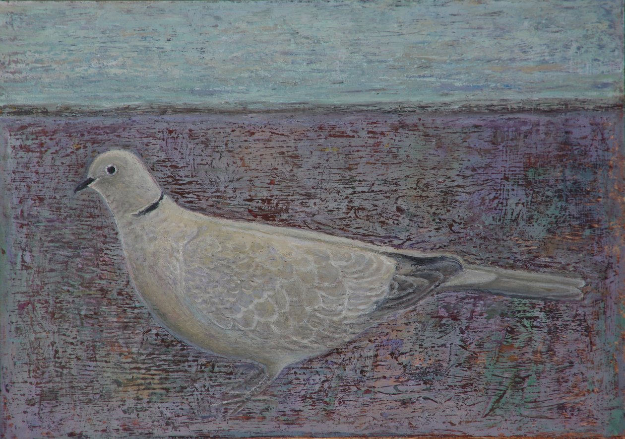 I am the Collared Dove by Ruth Addinall