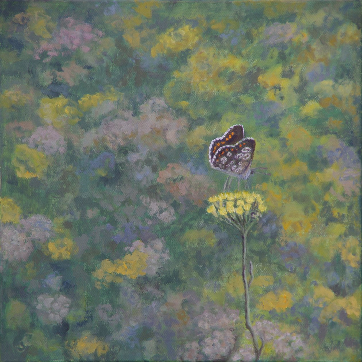 Brown Argus (after photo by Sara Crow) by Ruth Addinall
