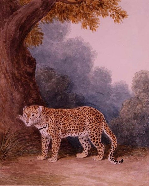 Leopard by Samuel Howitt