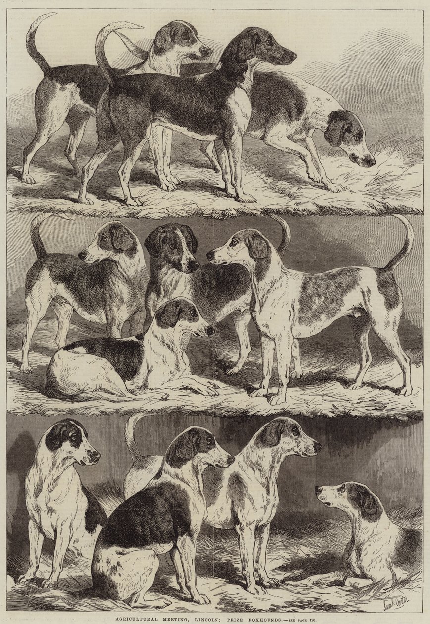 Agricultural Meeting, Lincoln, Prize Foxhounds by Samuel John Carter