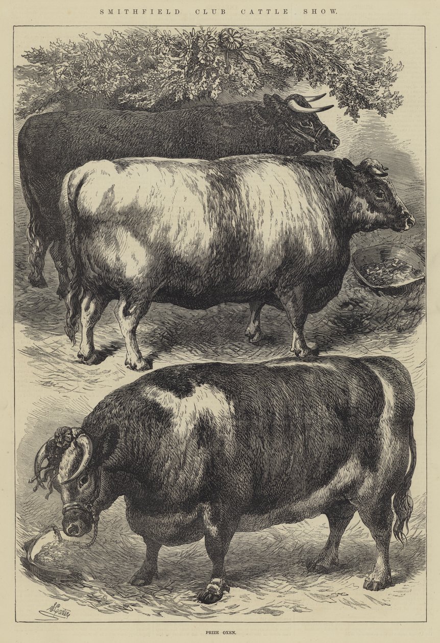 Smithfield Club Cattle Show, Prize Oxen by Samuel John Carter