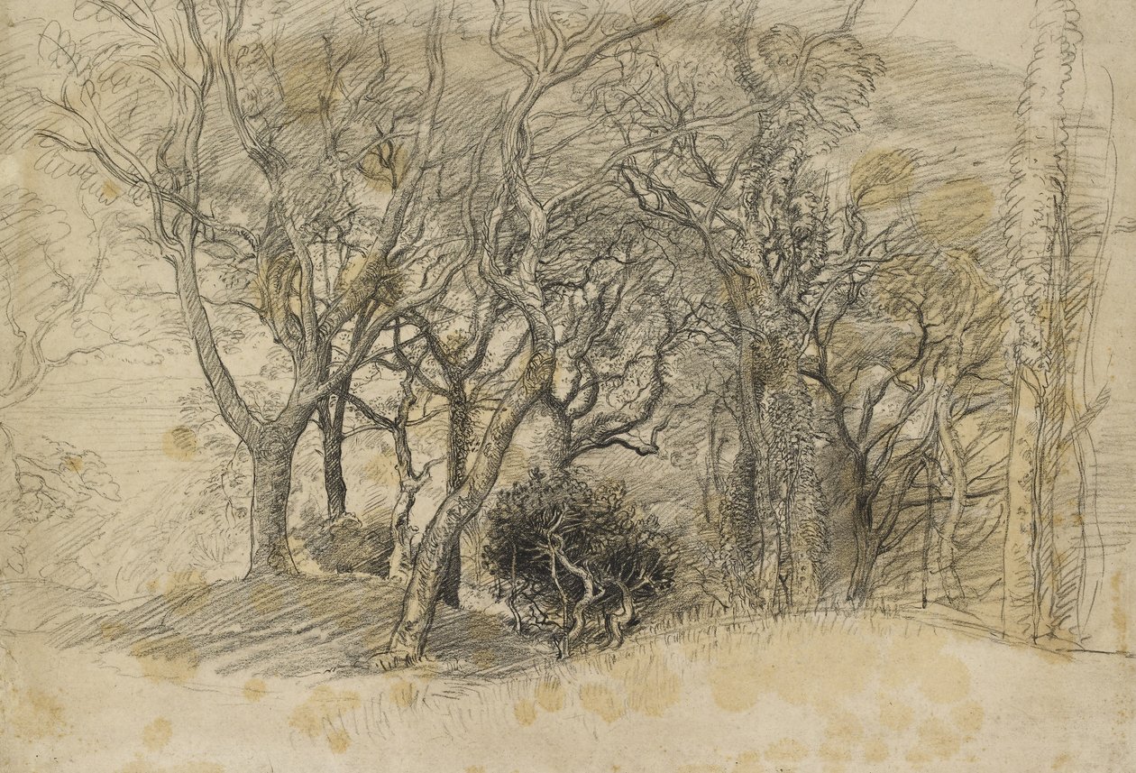 Study of Trees, Clovelly Park, 1834 by Samuel Palmer