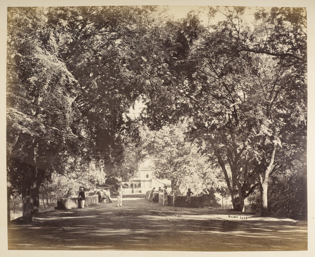 An archway of trees near Tanjore by Samuel Bourne