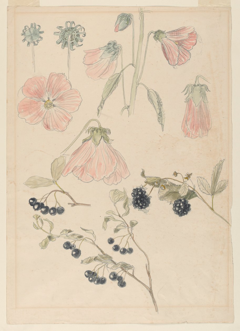 Botanical Detail Studies: Hollyhocks, Blueberries, and Blackberries by Samuel Colman