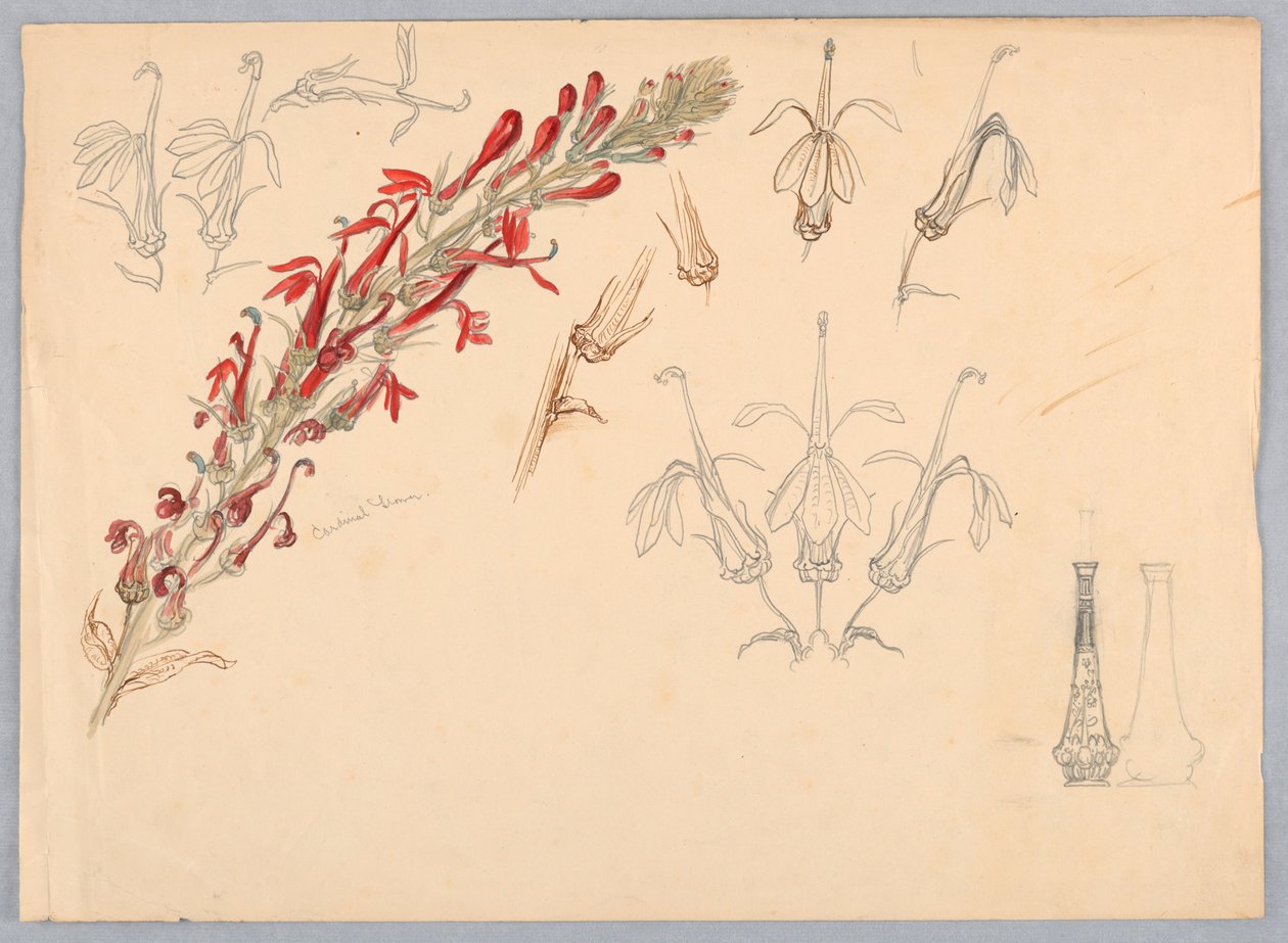 Cardinal Flower by Samuel Colman