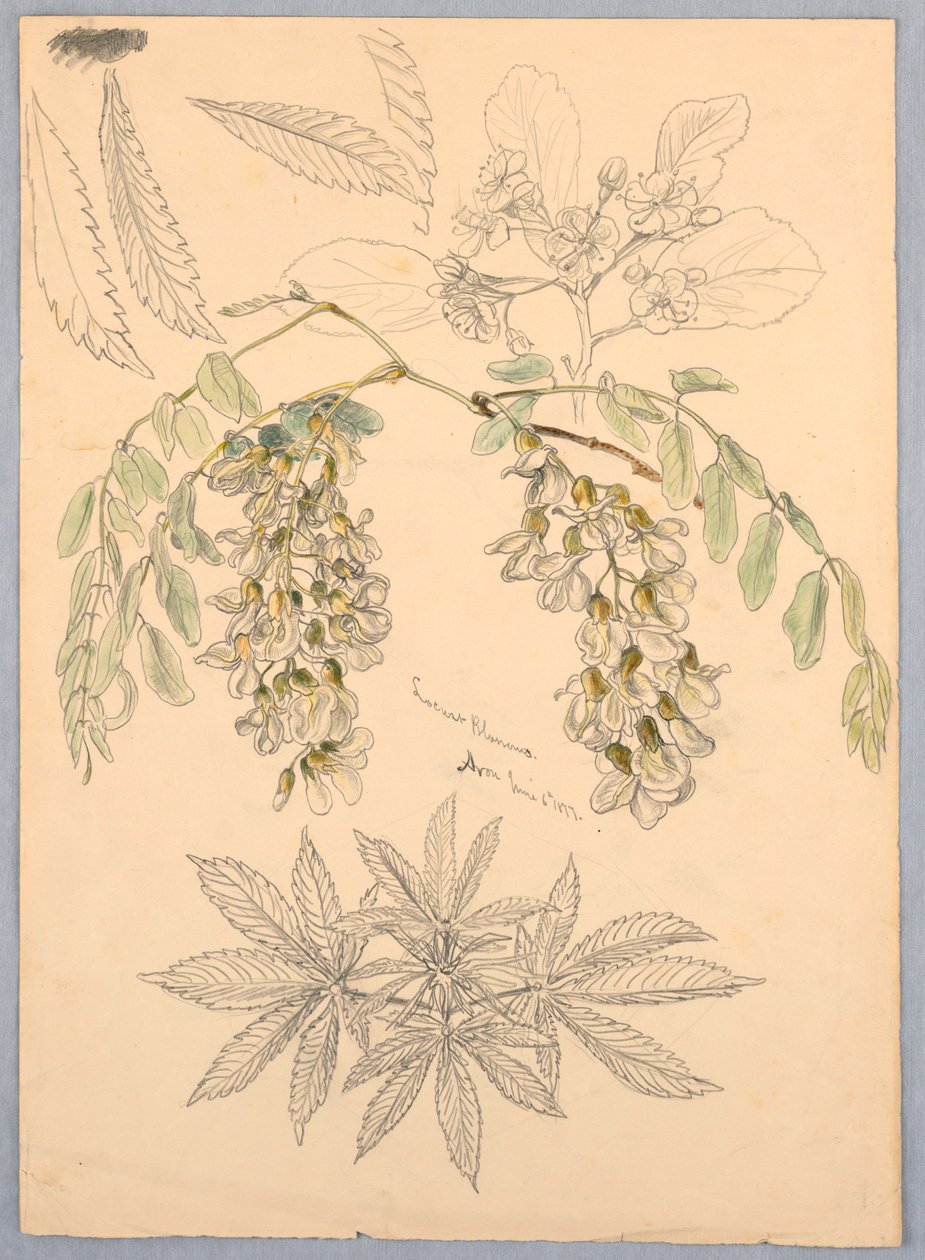 Locust Blossoms by Samuel Colman