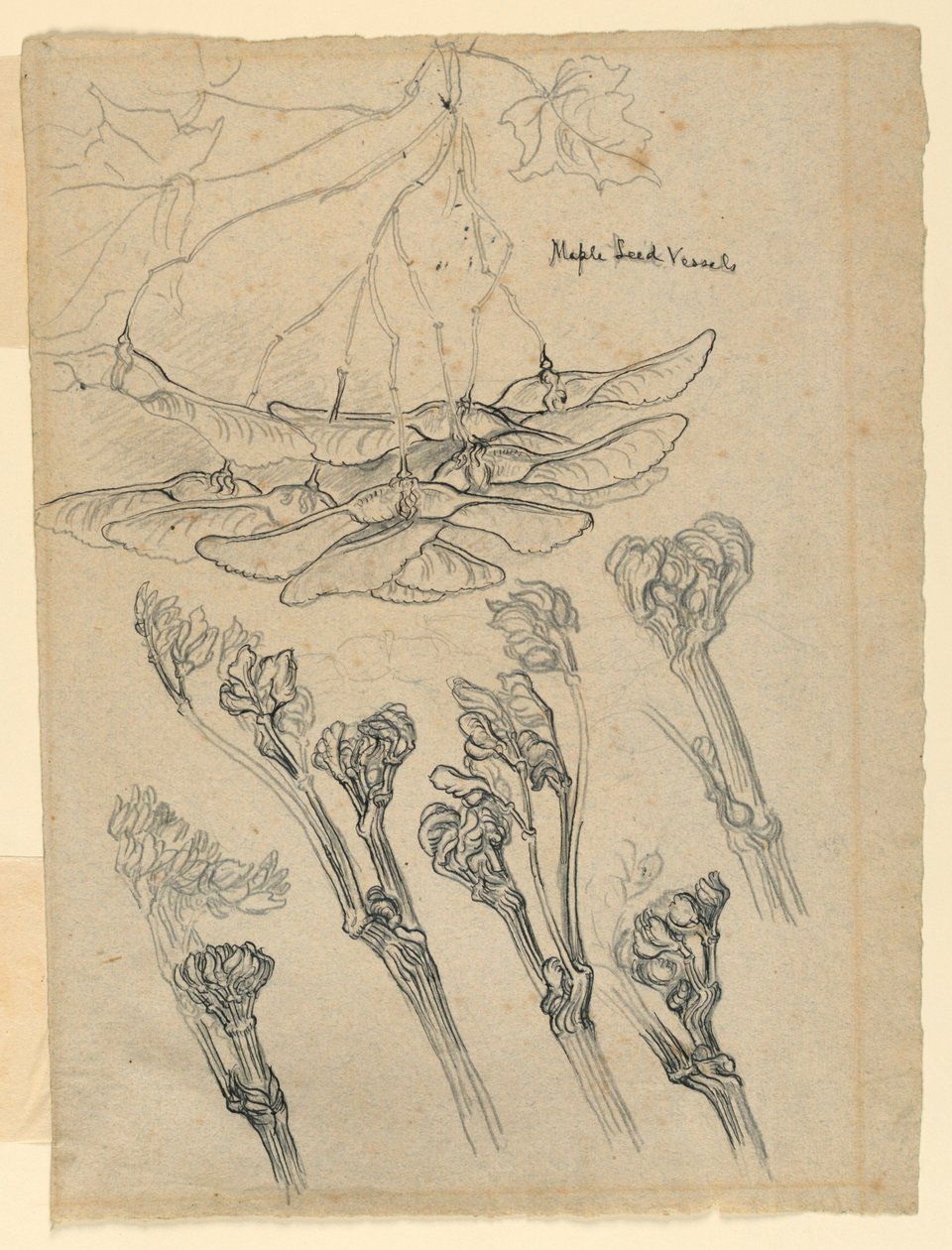 Maple Seed Vessels by Samuel Colman