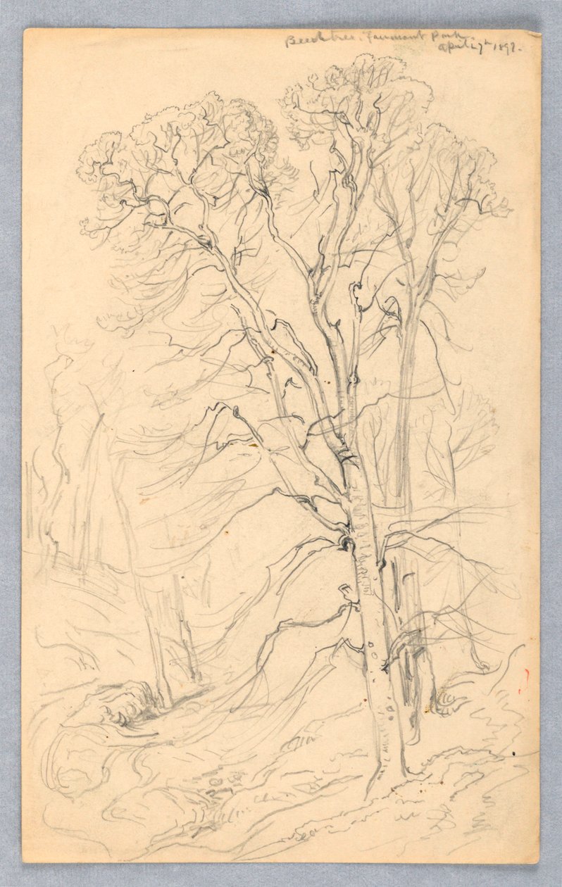 Sketches of Trees by Samuel Colman