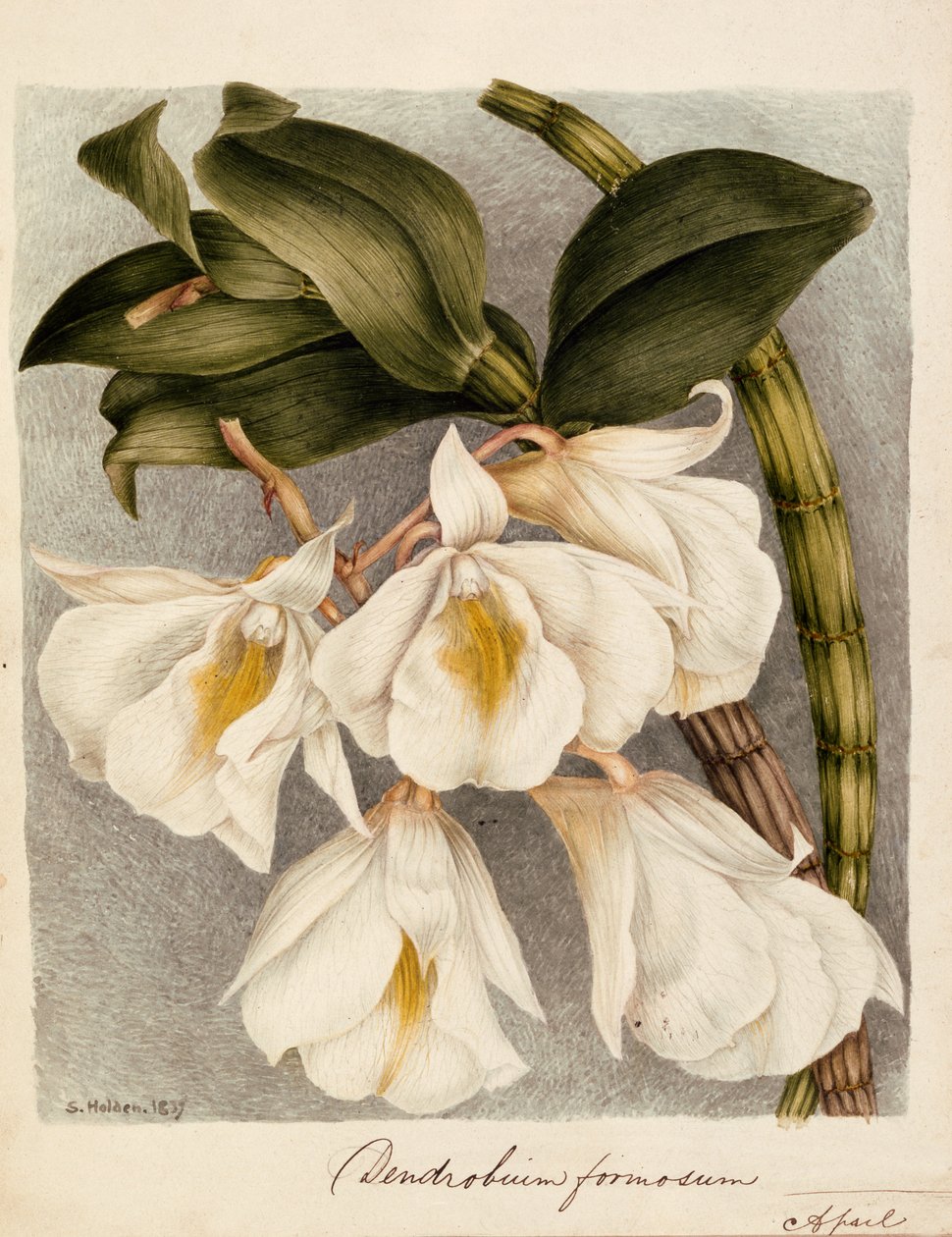 Dendrobium Formosum, c.1839 by Samuel Holden