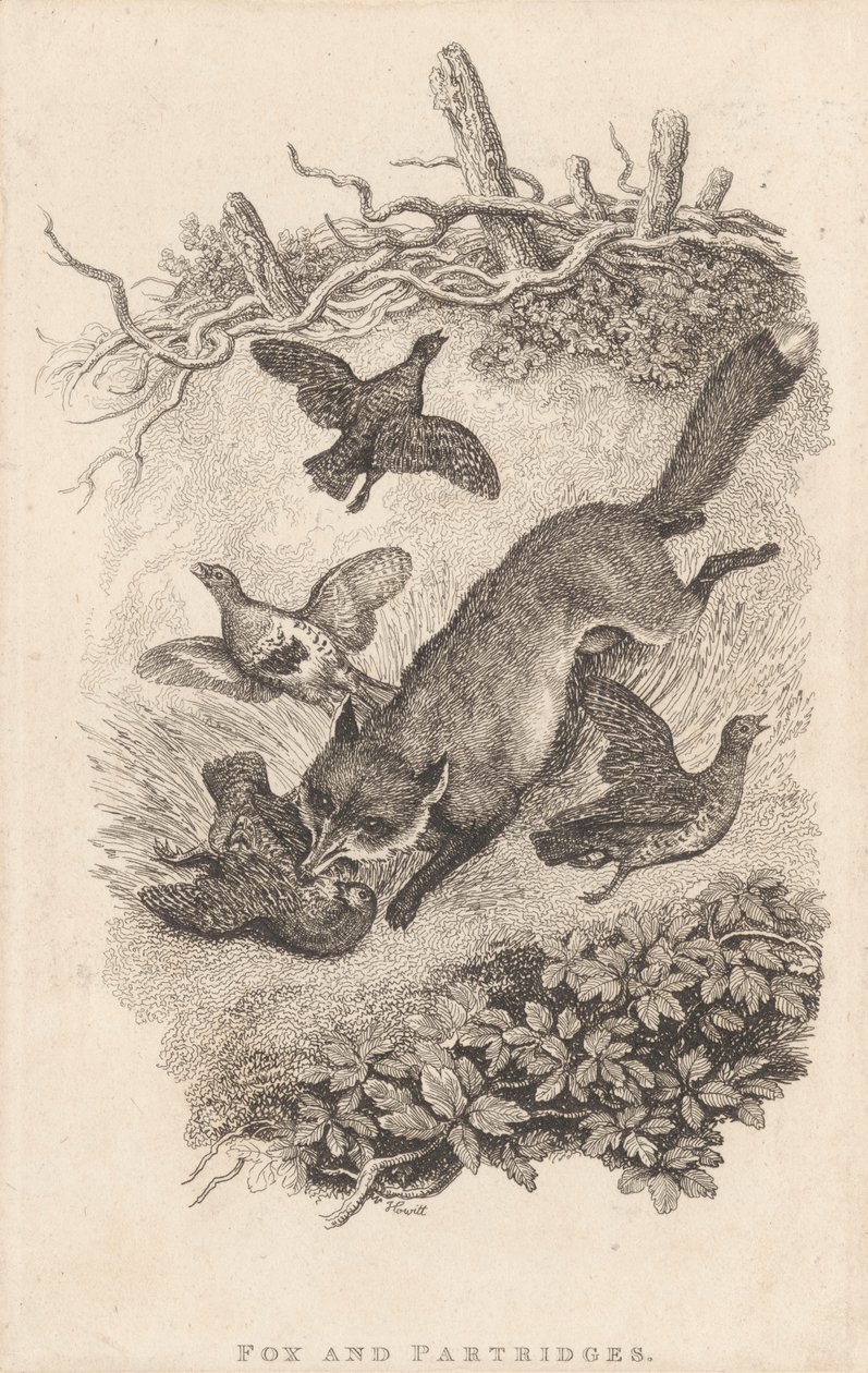 Fox and Partridges by Samuel Howitt