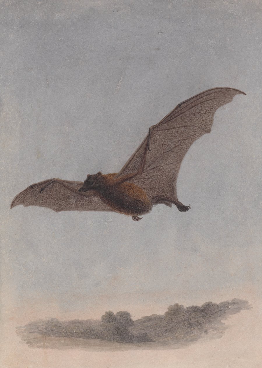 Study of a Vampire Bat by Samuel Howitt