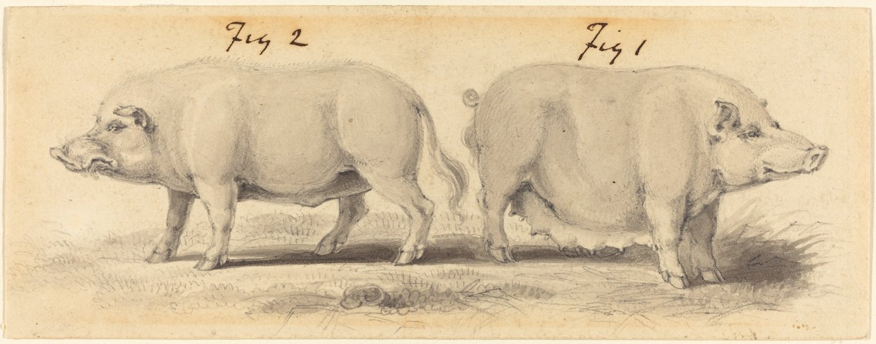 Two Chinese Pigs by Samuel Howitt