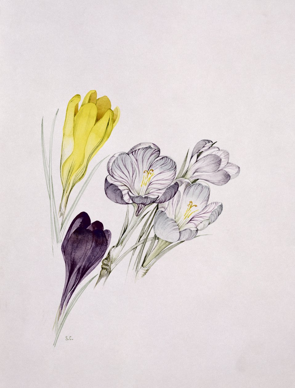 Crocus by Sarah Creswell