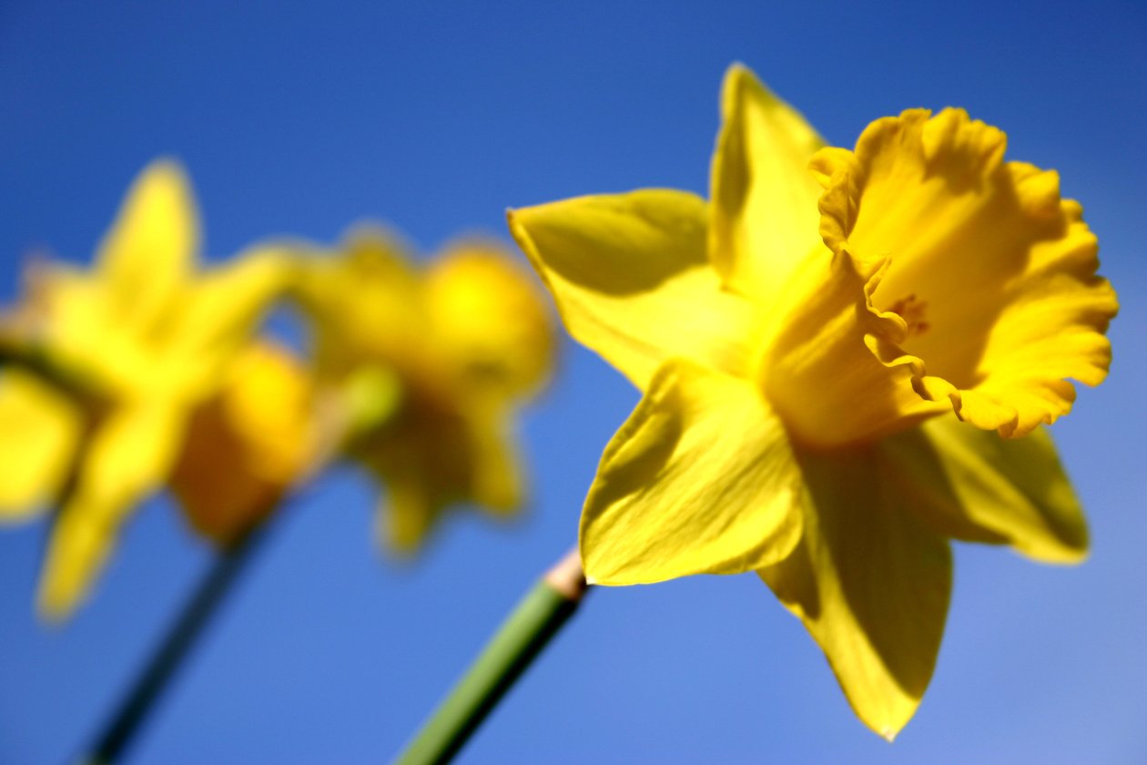 Daffodil Line by Sarah OToole