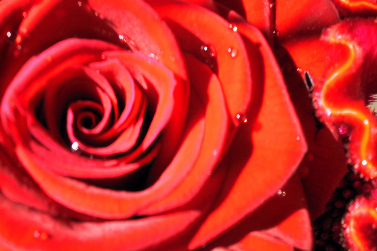 Valentines by Sarah OToole