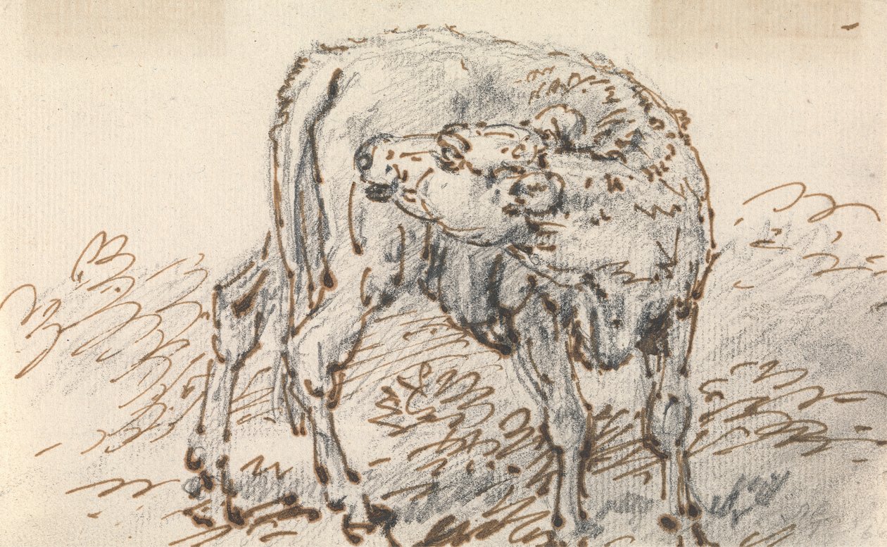 Study of a Calf by Sawrey Gilpin