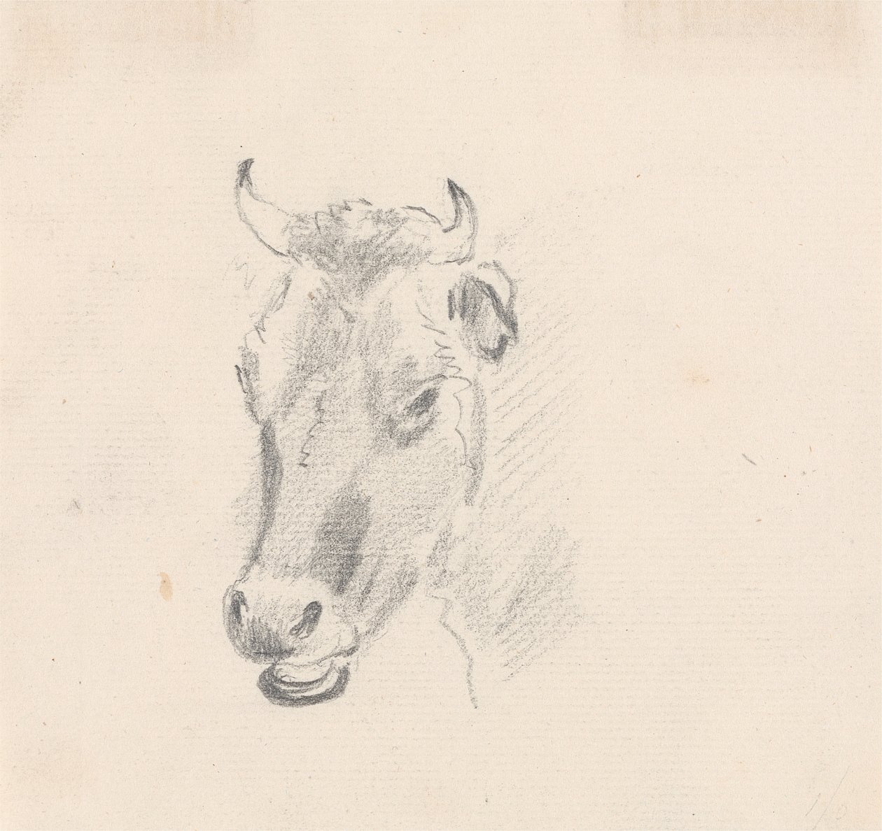 Study of a Cow