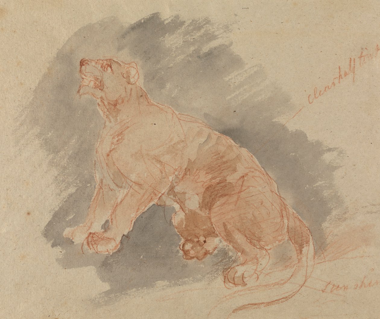 Study of a Tiger by Sawrey Gilpin