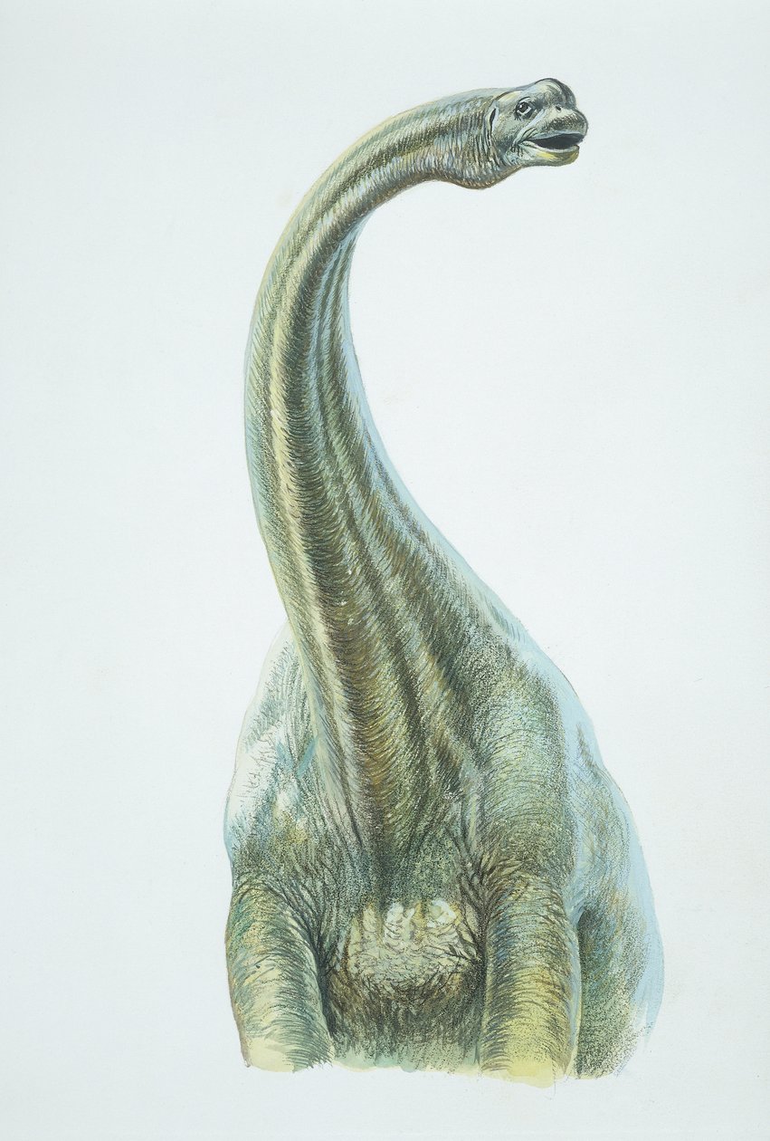 Brontosaurus, Jurassic period by School Italian