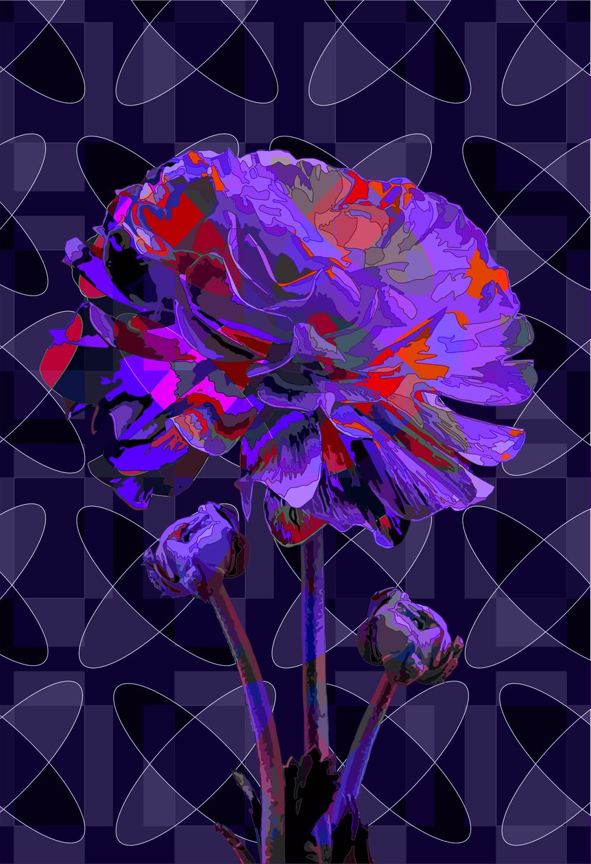 Carnation, 2019 by Scott J. Davis