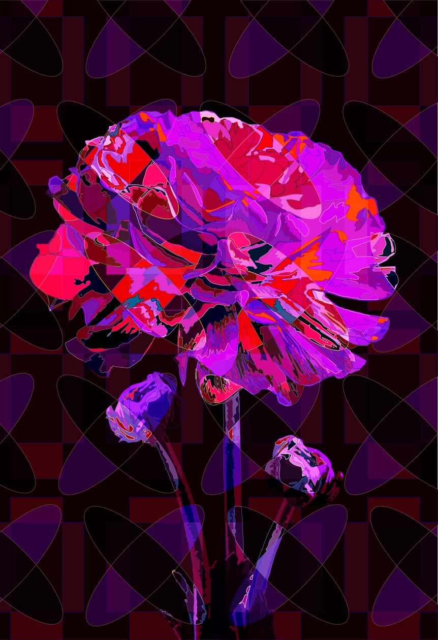 Carnation4 by Scott J. Davis