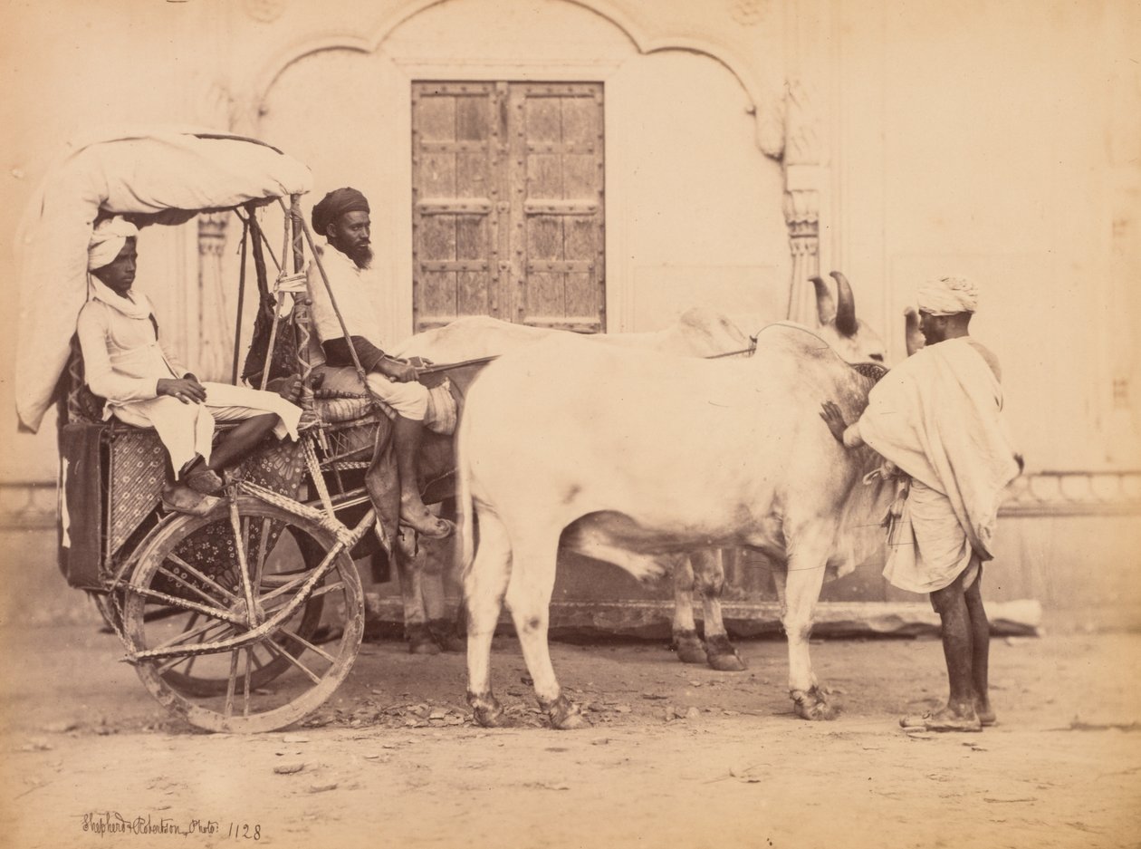 Bullock Cart, Delhi by Shepherd and Robertson