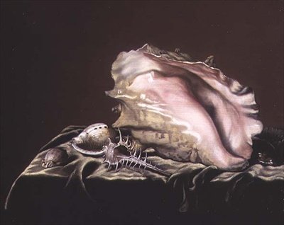 Still Life of Shells by Simon Renard de Saint Andre