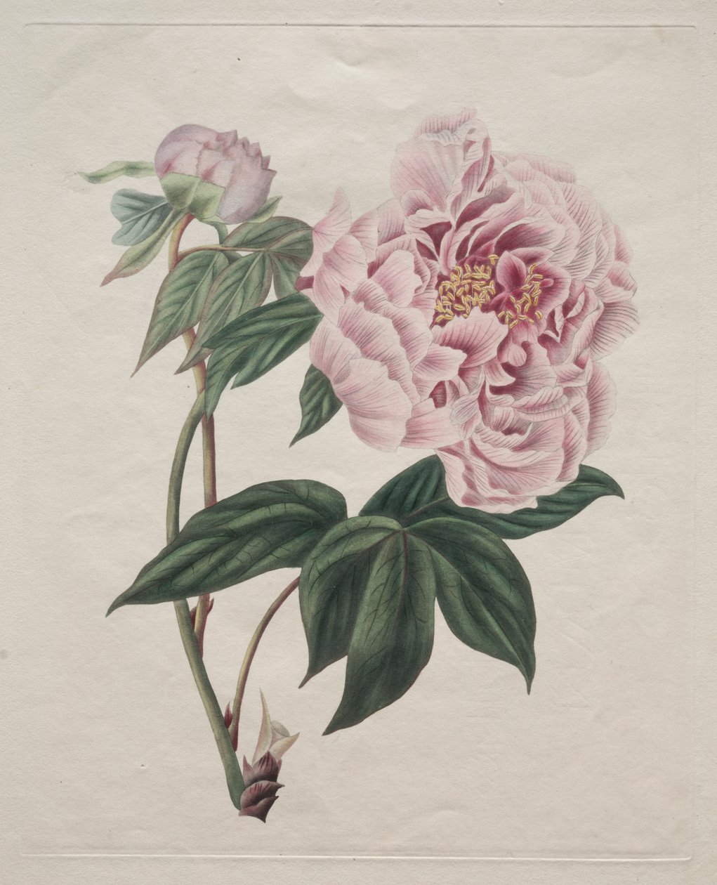 Chinese Tree Peony by Smith