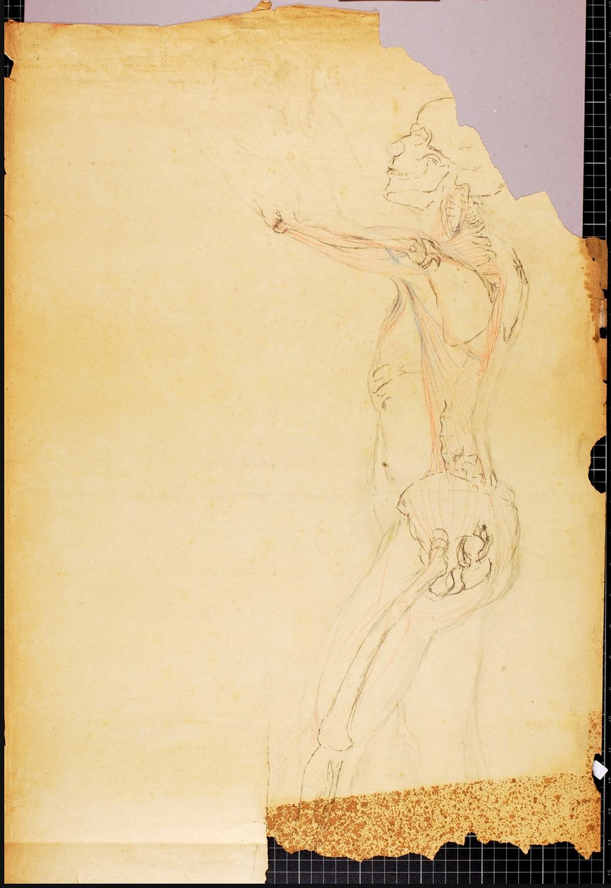 Anatomy Study by Solon H. Borglum
