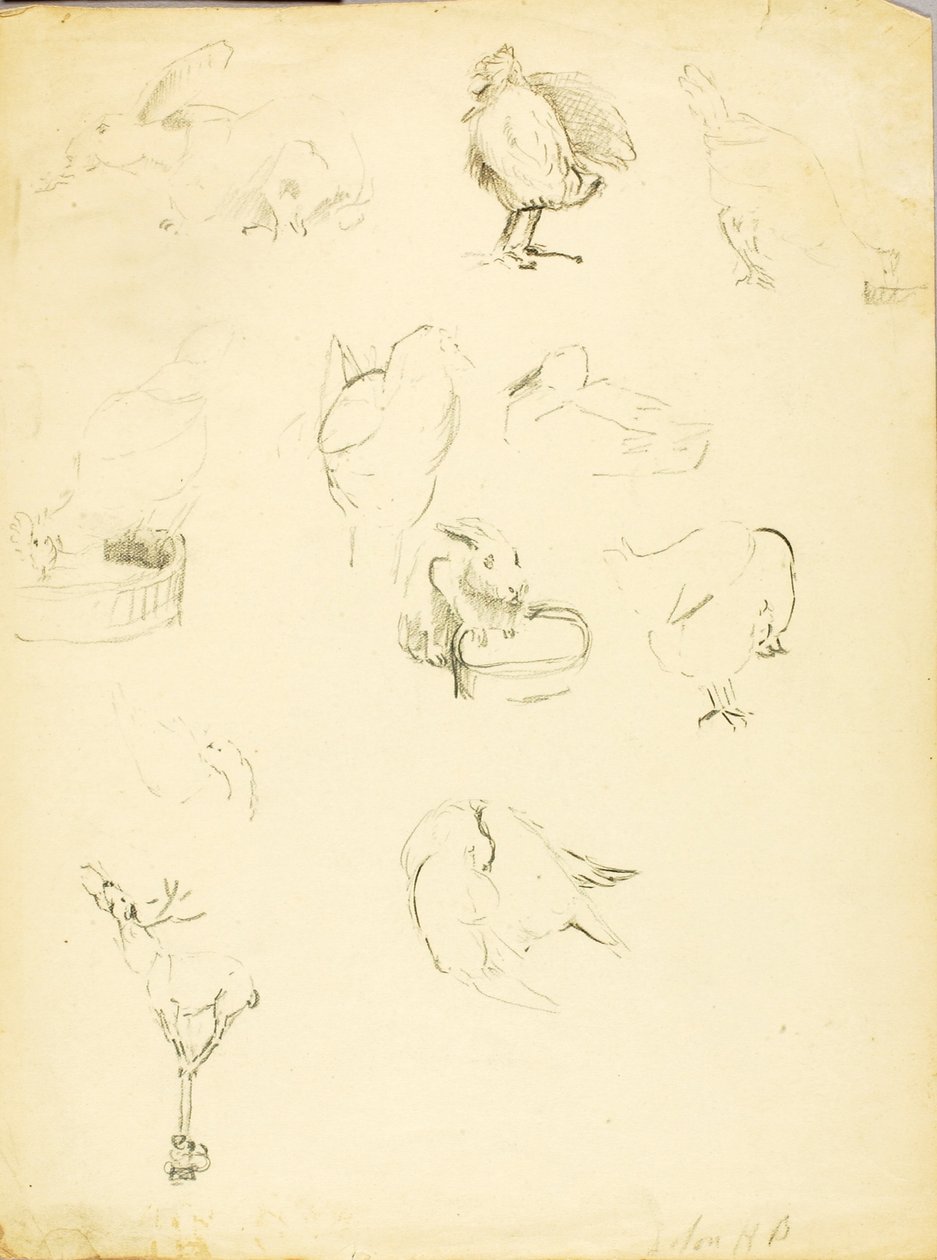 Animal Studies by Solon H. Borglum