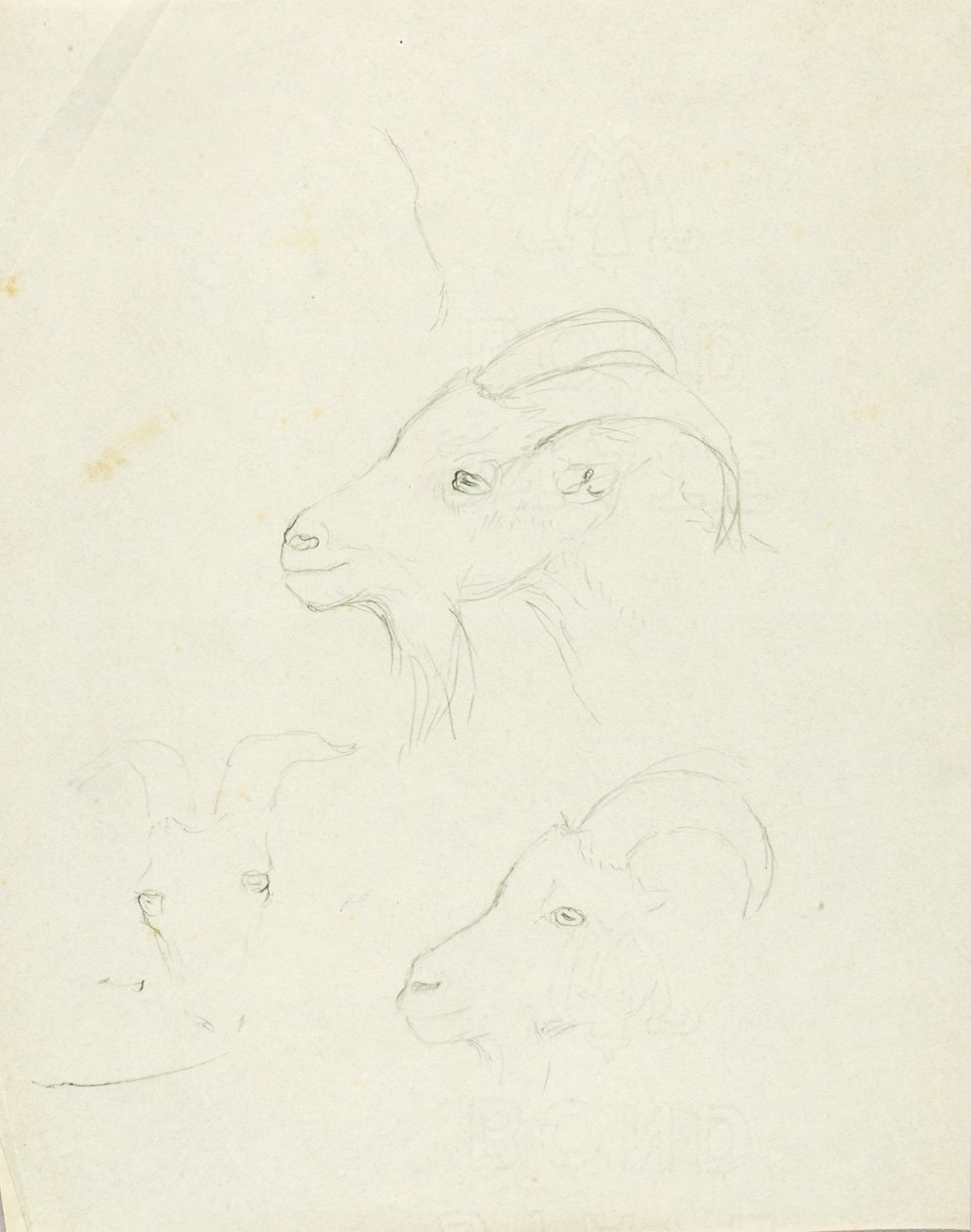 Goats by Solon H. Borglum