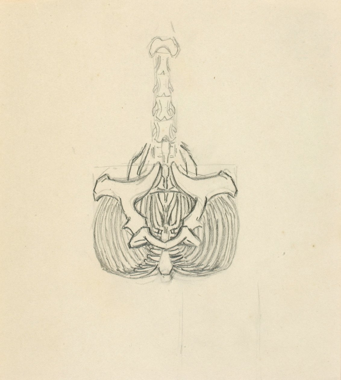 Pelvis by Solon H. Borglum