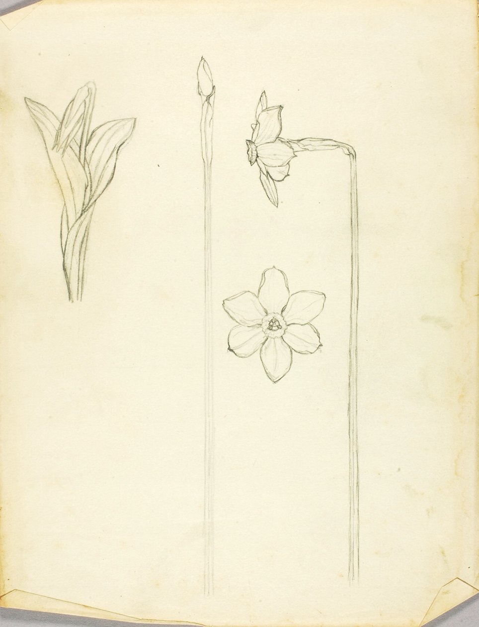 Plant Study by Solon H. Borglum
